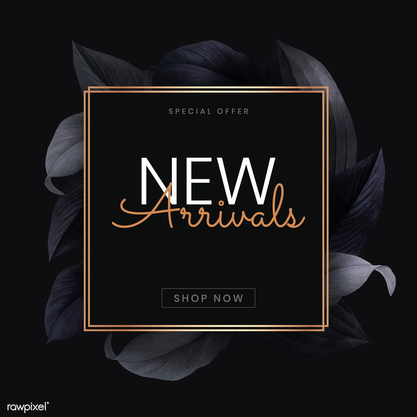 Collection Nouveautés – Dernières Arrivées